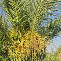 Palm dates