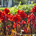 Bright flower beds of the Piquío Gardens