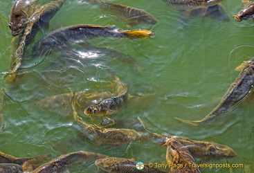 Fish in the Jardín del Estanque water reservoir