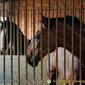 Resident horses at the Hacienda Los Miradores