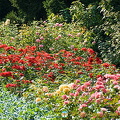 Berne Bear Pits and Rose Garden