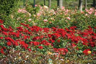Berne Bear Pits and Rose Garden