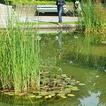 Berne Bear Pits and Rose Garden