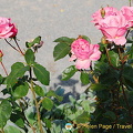 Berne Bear Pits and Rose Garden