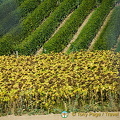 Lac Leman Road to Geneva