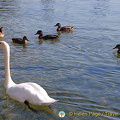 Lac Leman Road to Geneva
