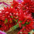 Bunches of red chilli