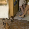 Waiting outside the shop for some scraps!
Moorea, Tahiti (1879 visits) Waiting outside the shop for some scraps!
Moorea, Tahiti Waiting outside the shop for some scraps!
Moorea, Tahiti