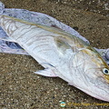 This snapper was a metre-long