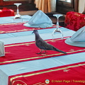 This bird is a regular visitor to this restaurant
