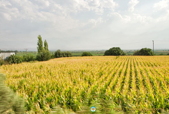 Corn fields