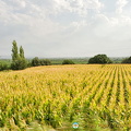 Corn fields