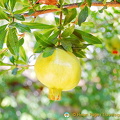 Pomegranite fruit