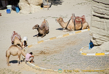 Anyone for a camel ride?
