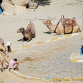 Anyone for a camel ride?
