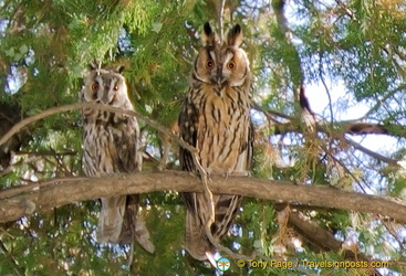 See these owls at the Gordion Muzesi grounds