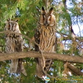 See these owls at the Gordion Muzesi grounds