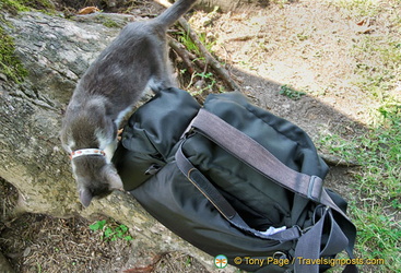 An inquisitive cat sniffing out Tony's camera bag