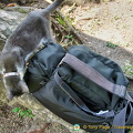 An inquisitive cat sniffing out Tony's camera bag