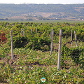 Balaklava