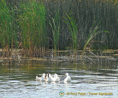 Kherson and Fisherman's Island