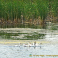 Kherson and Fisherman's Island (978 visitas) Kherson and Fisherman's Island
