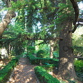 Chekhov's House, Yalta