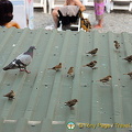 Sun and Sea: Yalta's Beaches (1456 visits) Even the pidgeons & sparrows are out sunning Sun and Sea: Yalta's Beaches
