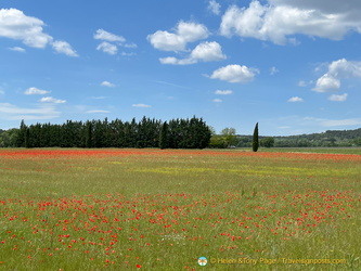 Beautiful poppy fields