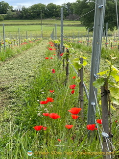 Roussillon-initial IMG 0006-(2)