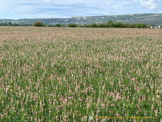 Fields of sainfoin with their pink flowers