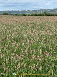 A sea of pink from the sainfoin flowers