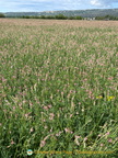 Sainfoin flowers make a pretty sight