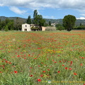 Splash of red from the poppy flowers (913 visits) Roussillon to Gordes - Hilltop Villages of Luberon - French Walking Holidays Splash of red from the poppy flowers
