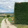Oh what a hedge! (1015 visits) Roussillon to Gordes - Hilltop Villages of Luberon - French Walking Holidays Oh what a hedge!