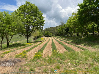Fields of lavender, not yet in season