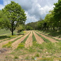 Fields of lavender, not yet in season (1448 visite) Abbaye de Sénanque - Gordes - Hilltop Villages of Luberon - French Walking Holidays Fields of lavender, not yet in season