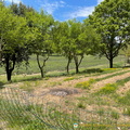 Lavender fields, now fenced off (1372 visite) Abbaye de Sénanque - Gordes - Hilltop Villages of Luberon - French Walking Holidays Lavender fields, now fenced off