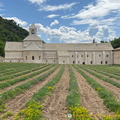 Abbaye de Sénanque and its lavender fields (1452 visite) Abbaye de Sénanque - Gordes - Hilltop Villages of Luberon - French Walking Holidays Abbaye de Sénanque and its lavender fields