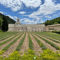 Iconic view of Abbaye de Sénanque (1353 visite) Abbaye de Sénanque - Gordes - Hilltop Villages of Luberon - French Walking Holidays Iconic view of Abbaye de Sénanque