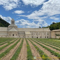 Lavenders not in bloom (1337 visite) Abbaye de Sénanque - Gordes - Hilltop Villages of Luberon - French Walking Holidays Lavenders not in bloom
