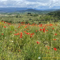 Roussillon_IMG_0793.jpg