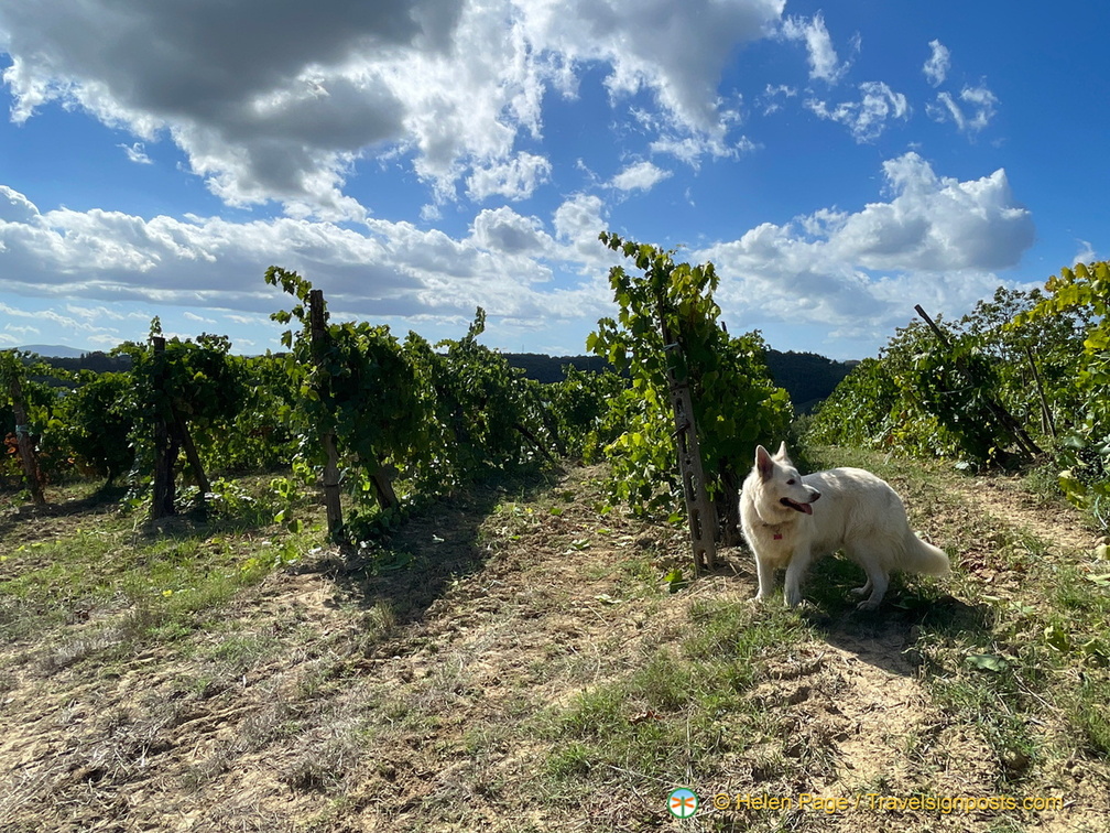 IMG 0196 (1486 visitas) IMG 0196