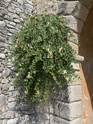 Caper bush