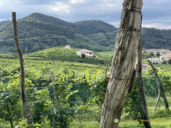 Santo Stefano vineyards