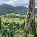 Santo Stefano vineyards