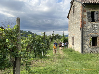 Walking through the vineyards