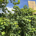 Val d'Oca vineyards