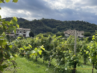 Santo Stefano vineyard