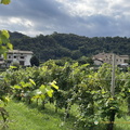 Santo Stefano vineyards